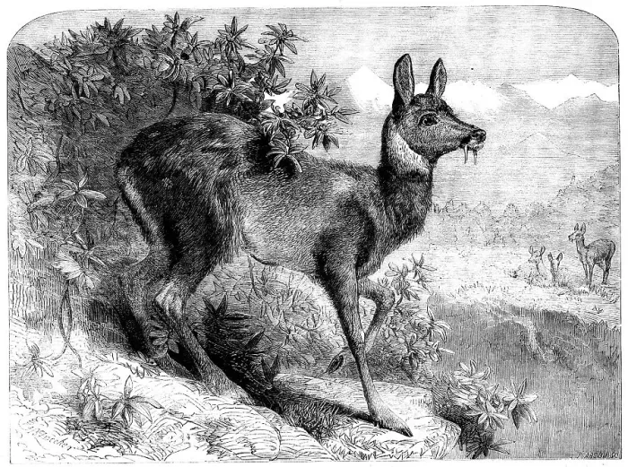 Framed Print : The musk deer, 1862. Creator: Pearson Framed Print : The musk deer, 1862. Creator: Pearson
