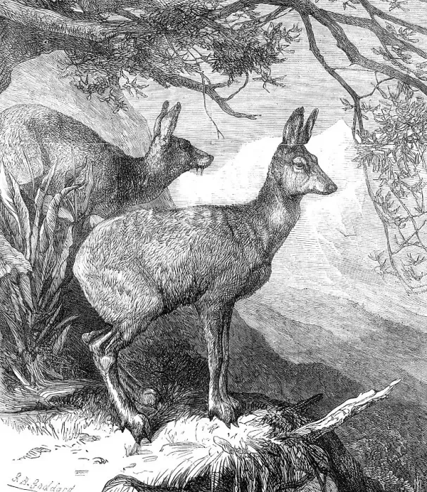 Framed Print : The Musk Deer at the Zoological Society's Gardens, 1869. Creator: Unknown Framed Print : The Musk Deer at the Zoological Society's Gardens, 1869. Creator: Unknown
