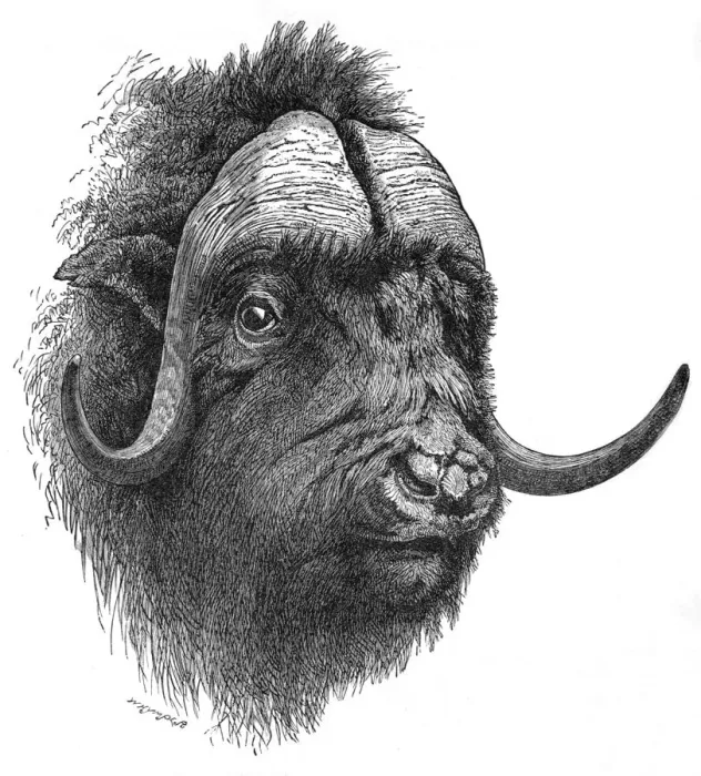 Framed Print : Musk-Ox, c1900. Artist: Helena J. Maguire Framed Print : Musk-Ox, c1900. Artist: Helena J. Maguire