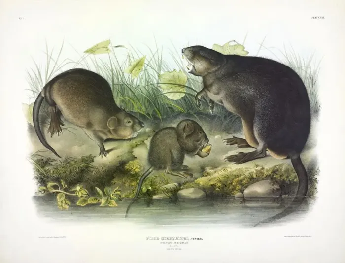 Framed Print : Musquash, Fiber Zibethicus, 1845 Framed Print : Musquash, Fiber Zibethicus, 1845