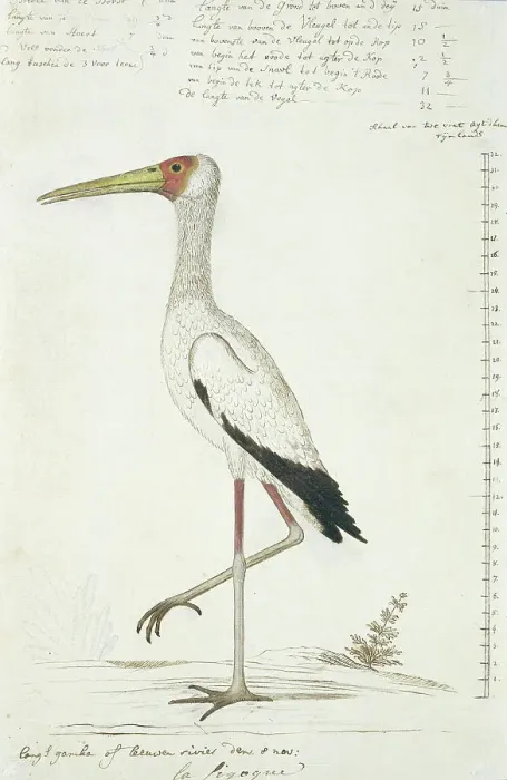 Framed Print : Mycteria ibis (Yellow-billed stork), 1778. Creator: Robert Jacob Gordon Framed Print : Mycteria ibis (Yellow-billed stork), 1778. Creator: Robert Jacob Gordon