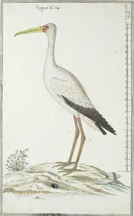 Framed Print : Mycteria ibis (Yellow-billed stork or Wood stork), c.1778. Creator: Robert Jacob Gordon Framed Print : Mycteria ibis (Yellow-billed stork or Wood stork), c.1778. Creator: Robert Jacob Gordon