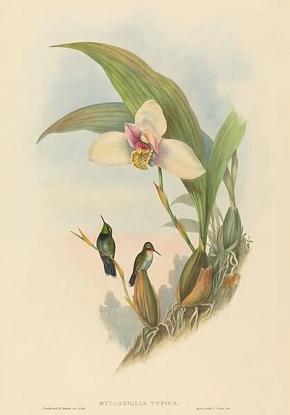 Myiabeillia typica (Abeilles Hummingbird). Creators: John Gould