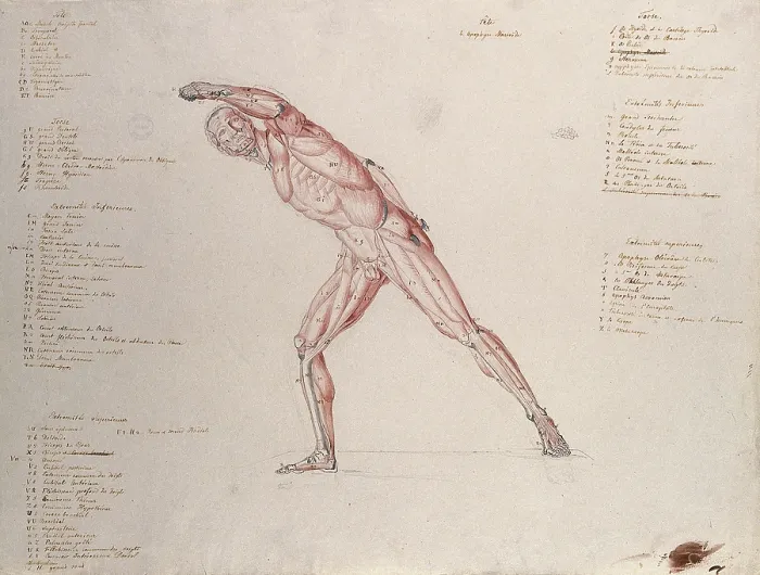 Framed Print : Myologic structure of the Borghese Gladiator statue: the figure is presented as an ecorche, (1833) Framed Print : Myologic structure of the Borghese Gladiator statue: the figure is presented as an ecorche, (1833)