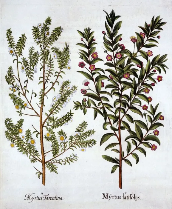 Framed Print : Myrtle Varieties, from Hortus Eystettensis, by Basil Besler (1561-1629), pub Framed Print : Myrtle Varieties, from Hortus Eystettensis, by Basil Besler (1561-1629), pub