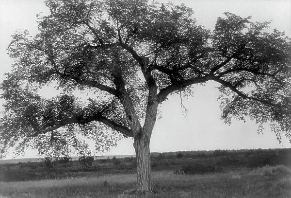 The mythic tree, c1908. Creator: Edward Sheriff Curtis