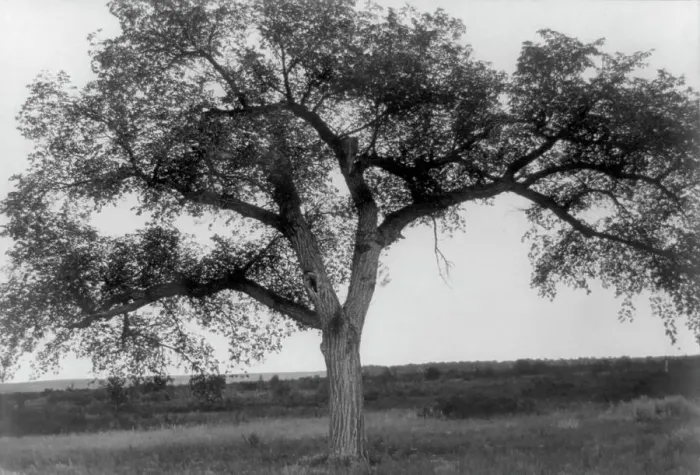 Framed Print : The mythic tree, c1908. Creator: Edward Sheriff Curtis Framed Print : The mythic tree, c1908. Creator: Edward Sheriff Curtis