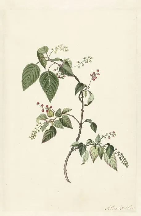 Framed Print : Nandina (Nandina domestica), c.1680-before c.1700. Creator: Alida Withoos Framed Print : Nandina (Nandina domestica), c.1680-before c.1700. Creator: Alida Withoos
