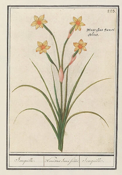 Narcis (Narcissus), 1596-1610. Creators: Anselmus de Boodt, Elias Verhulst