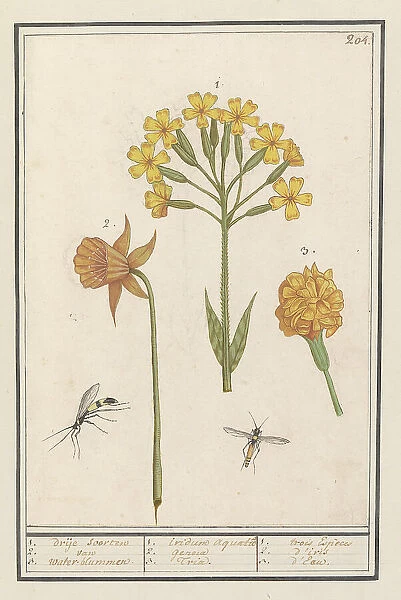 Narcis (Narcissus), Golden primrose (Primula veris) and Tagetes (African marigold), 1596-1610. Creators: Anselmus de Boodt, Elias Verhulst