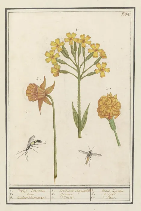 Framed Print : Narcis (Narcissus), Golden primrose (Primula veris) and Tagetes (African marigold), 1596-1610. Creators: Anselmus de Boodt, Elias Verhulst Framed Print : Narcis (Narcissus), Golden primrose (Primula veris) and Tagetes (African marigold), 1596-1610. Creators: Anselmus de Boodt, Elias Verhulst