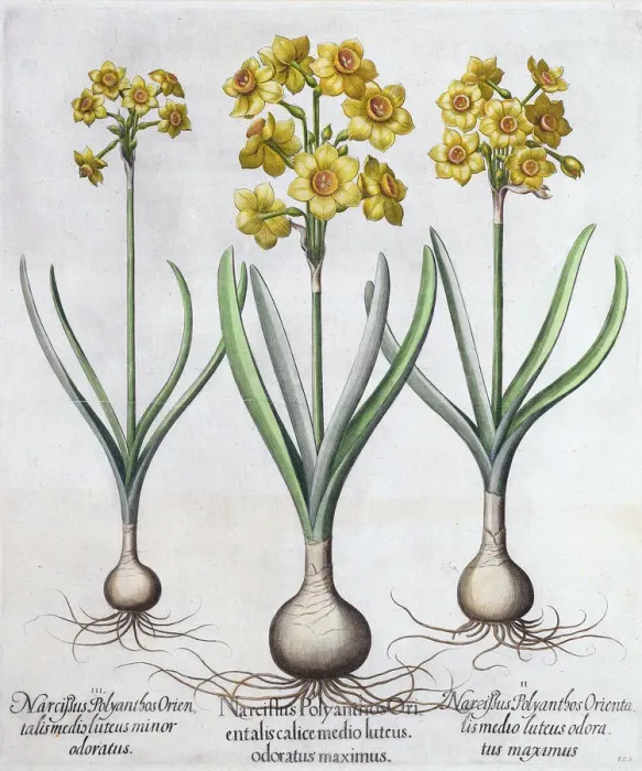 Framed Print : Narcissus, 1613 Framed Print : Narcissus, 1613