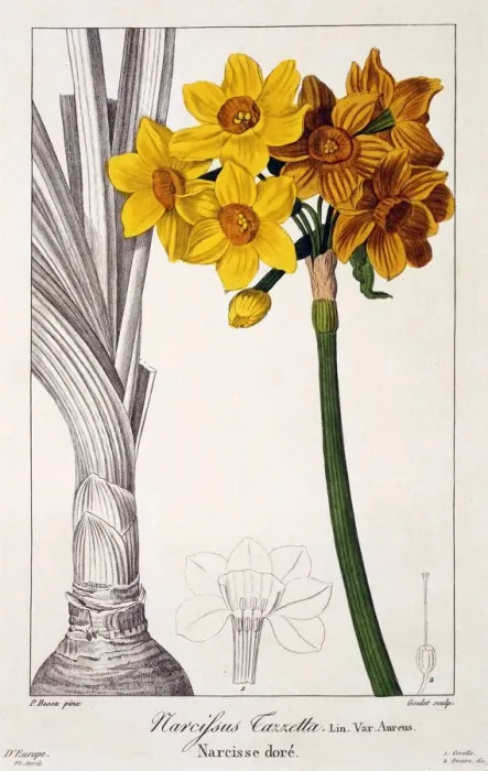 Framed Print : Narcissus Tazetta, pub. 1836. Creator: Panacre Bessa (1772-1846) Framed Print : Narcissus Tazetta, pub. 1836. Creator: Panacre Bessa (1772-1846)