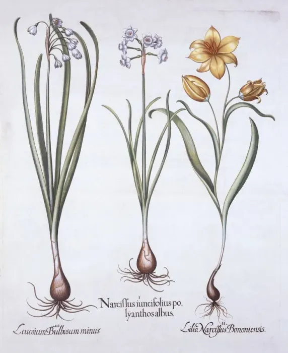 Framed Print : Narcissus, Tulip and Summer Snowflake, from Hortus Eystettensis, by Basil Besler (1561-1629) Framed Print : Narcissus, Tulip and Summer Snowflake, from Hortus Eystettensis, by Basil Besler (1561-1629)