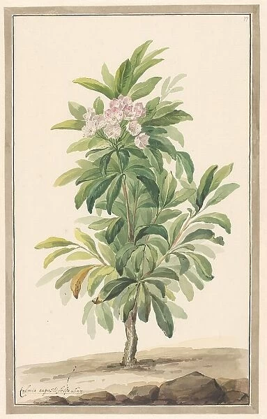 Narrow -leaf spoon tree in landscape (Kalmia Angustifolio), c.1775-c.1825. Creator: Willem van Leen