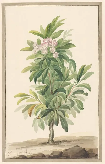 Framed Print : Narrow -leaf spoon tree in landscape (Kalmia Angustifolio), c.1775-c.1825. Creator: Willem van Leen Framed Print : Narrow -leaf spoon tree in landscape (Kalmia Angustifolio), c.1775-c.1825. Creator: Willem van Leen
