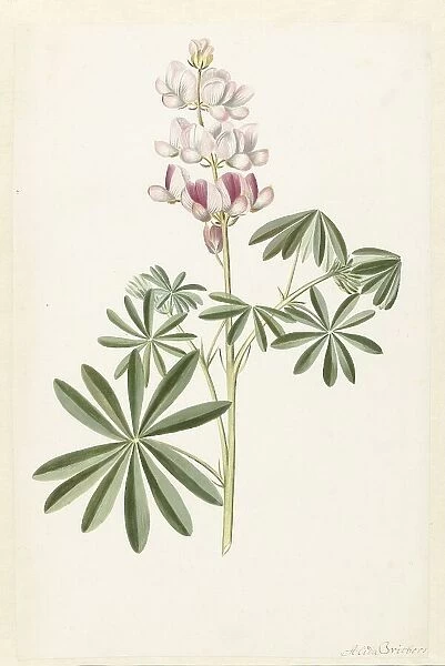 Narrow-leaved Lupin (Lupinus angustifolius), c.1680-before c.1700. Creator: Alida Withoos