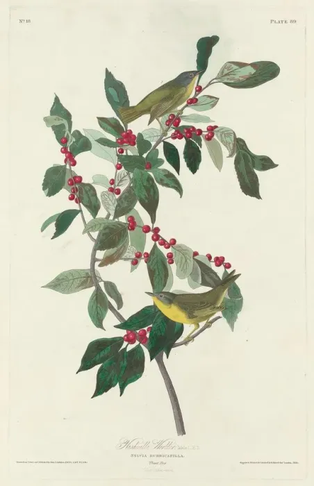 Framed Print : Nashville Warbler, 1830. Creator: Robert Havell Framed Print : Nashville Warbler, 1830. Creator: Robert Havell