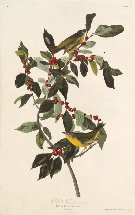 Framed Print : The Nashville warbler. From The Birds of America, 1827-1838. Creator: Audubon Framed Print : The Nashville warbler. From The Birds of America, 1827-1838. Creator: Audubon