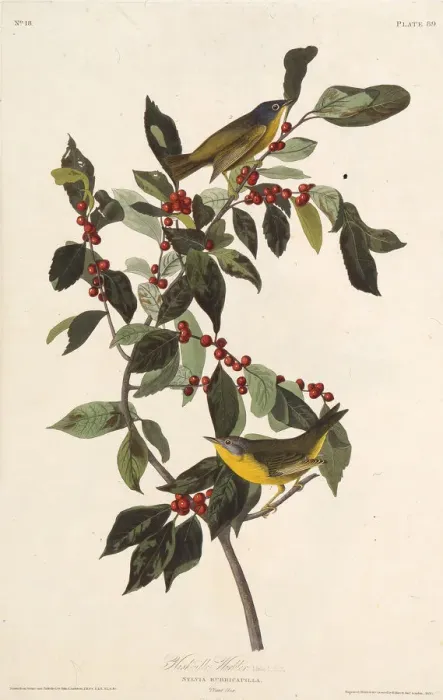 Framed Print : The Nashville warbler. From The Birds of America, 1827-1838. Creator: Audubon Framed Print : The Nashville warbler. From The Birds of America, 1827-1838. Creator: Audubon