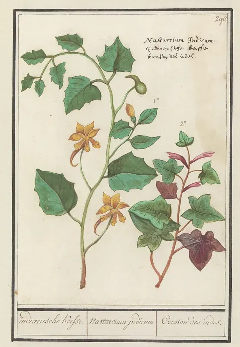 Framed Print : Nasturtium (Tropaeolum majus), 1596-1610. Creators: Anselmus de Boodt, Elias Verhulst Framed Print : Nasturtium (Tropaeolum majus), 1596-1610. Creators: Anselmus de Boodt, Elias Verhulst