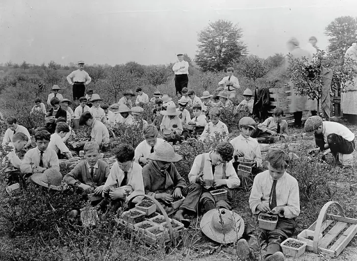 Framed Print : National Emergency War Gardens Com. - Boys Picking Berries, 1917. Creator: Harris & Ewing. National Emergency War Gardens Com. - Boys Picking Berries, 1917. Creator: Harris & Ewing Framed Print : National Emergency War Gardens Com. - Boys Picking Berries, 1917. Creator: Harris & Ewing. National Emergency War Gardens Com. - Boys Picking Berries, 1917. Creator: Harris & Ewing