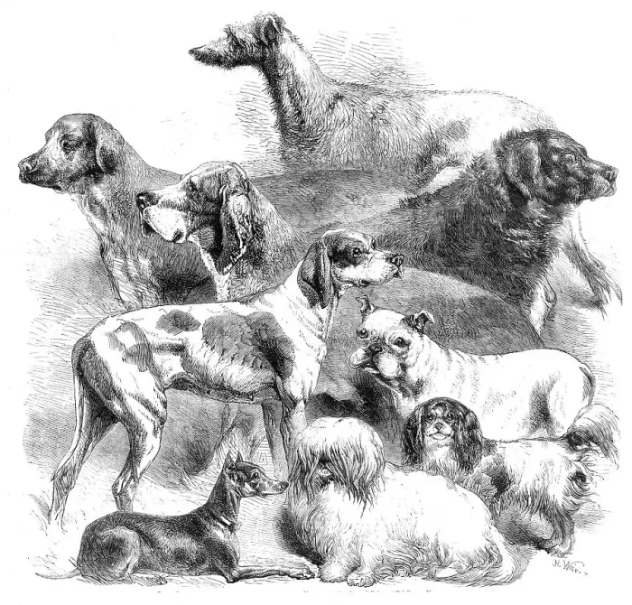 Framed Print : National Exhibition of Dogs at Birmingham, 1860. Creator: Harrison Weir Framed Print : National Exhibition of Dogs at Birmingham, 1860. Creator: Harrison Weir