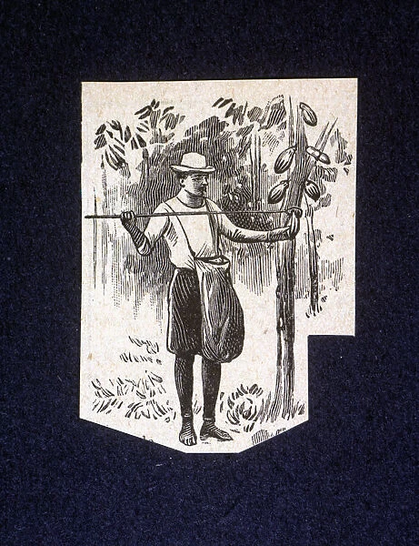 Native picking up berries of the cocoa tree, drawing 1914
