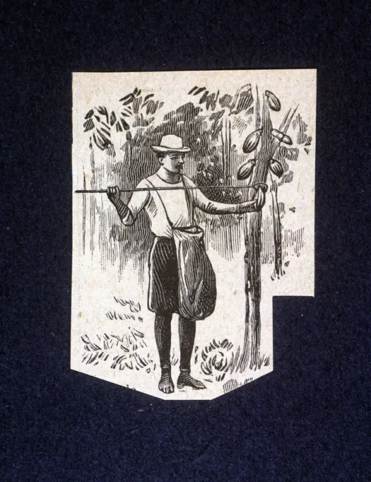 Framed Print : Native picking up berries of the cocoa tree, drawing 1914 Framed Print : Native picking up berries of the cocoa tree, drawing 1914