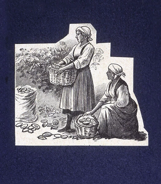 Native picking up cocoa capsules, drawing, 1914