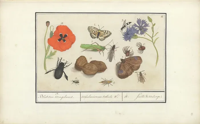 Framed Print : Natural History Ensemble (No. 11), 1596-1610. Creators: Elias Verhulst, Anselmus de Boodt Framed Print : Natural History Ensemble (No. 11), 1596-1610. Creators: Elias Verhulst, Anselmus de Boodt