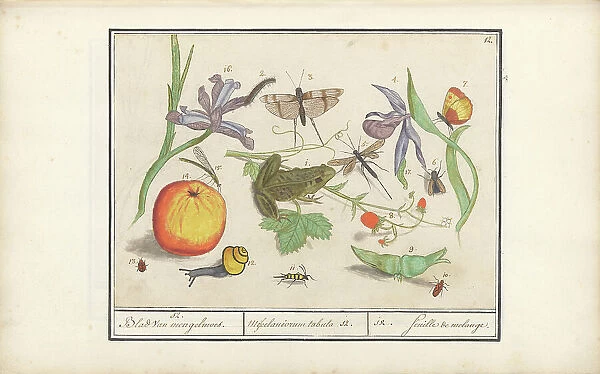Natural History Ensemble (No. 12), 1596-1610. Creators: Elias Verhulst, Anselmus de Boodt