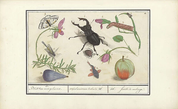 Natural History Ensemble (No. 13), 1596-1610. Creators: Elias Verhulst, Anselmus de Boodt