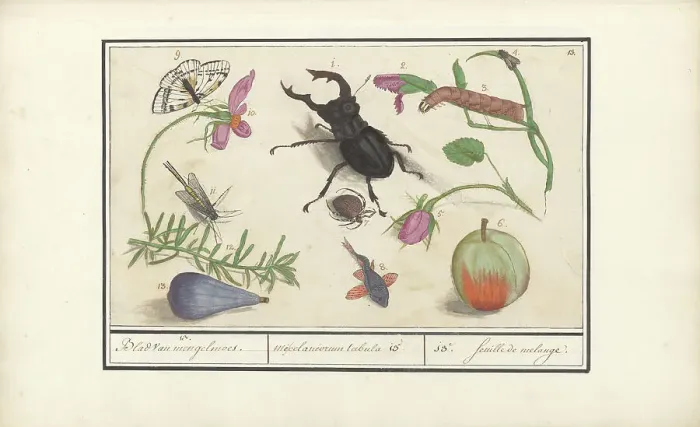 Framed Print : Natural History Ensemble (No. 13), 1596-1610. Creators: Elias Verhulst, Anselmus de Boodt Framed Print : Natural History Ensemble (No. 13), 1596-1610. Creators: Elias Verhulst, Anselmus de Boodt