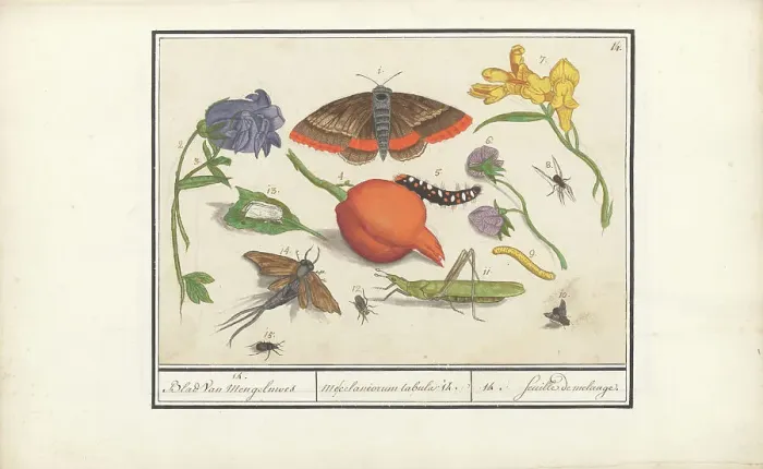 Framed Print : Natural History Ensemble (No. 14), 1596-1610. Creators: Elias Verhulst, Anselmus de Boodt Framed Print : Natural History Ensemble (No. 14), 1596-1610. Creators: Elias Verhulst, Anselmus de Boodt