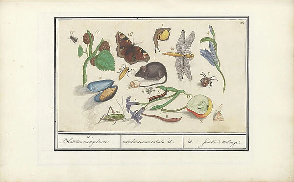 Natural History Ensemble (No. 15), 1596-1610. Creators: Elias Verhulst, Anselmus de Boodt