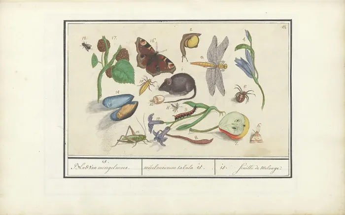 Framed Print : Natural History Ensemble (No. 15), 1596-1610. Creators: Elias Verhulst, Anselmus de Boodt Framed Print : Natural History Ensemble (No. 15), 1596-1610. Creators: Elias Verhulst, Anselmus de Boodt