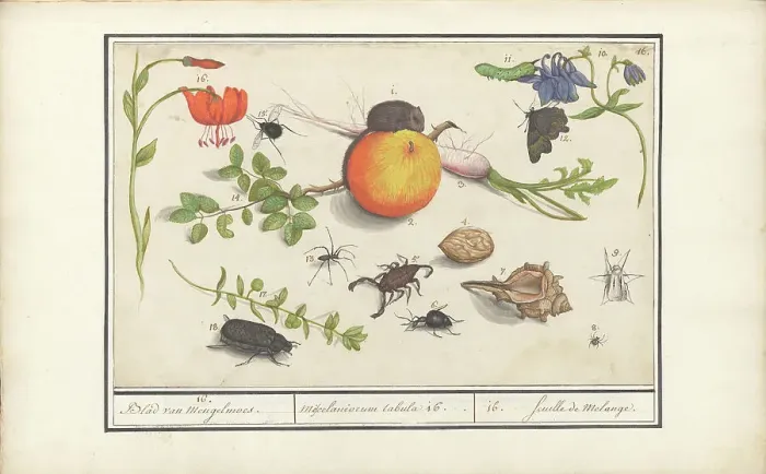 Framed Print : Natural History Ensemble (No. 16), 1596-1610. Creators: Elias Verhulst, Anselmus de Boodt Framed Print : Natural History Ensemble (No. 16), 1596-1610. Creators: Elias Verhulst, Anselmus de Boodt