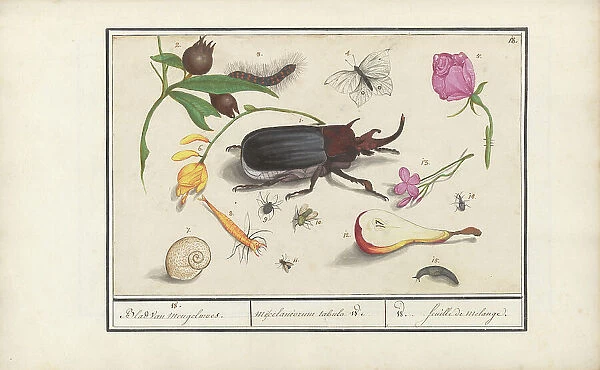Natural History Ensemble (No. 18), 1596-1610. Creators: Elias Verhulst, Anselmus de Boodt