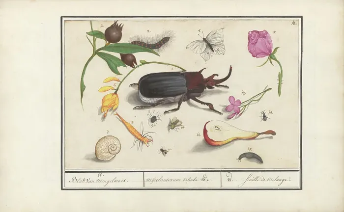 Framed Print : Natural History Ensemble (No. 18), 1596-1610. Creators: Elias Verhulst, Anselmus de Boodt Framed Print : Natural History Ensemble (No. 18), 1596-1610. Creators: Elias Verhulst, Anselmus de Boodt
