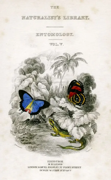 Framed Print : The Naturalists Library, Entomology, Vol V, Butterflies, c1833-1865. Artist: William Home Lizars Framed Print : The Naturalists Library, Entomology, Vol V, Butterflies, c1833-1865. Artist: William Home Lizars