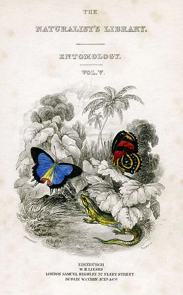 The Naturalists Library, Entomology, Vol V, Butterflies, c1833-1865. Artist: William Home Lizars