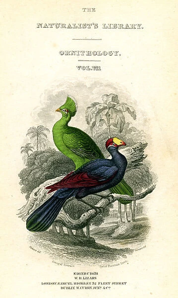The Naturalists Library, Ornithology, Senegal Touraco, Violet Plantain Eater, c1833-1865. Artist: William Home Lizars