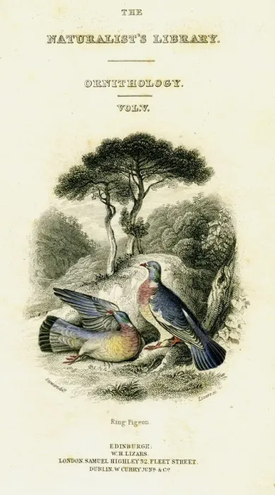 Framed Print : The Naturalists Library, Ornithology Vol V, Ring Pigeon, c1833-1865. Artist: William Home Lizars Framed Print : The Naturalists Library, Ornithology Vol V, Ring Pigeon, c1833-1865. Artist: William Home Lizars