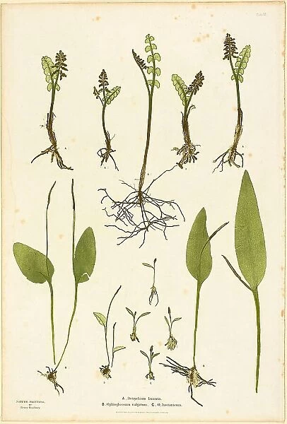 Nature Print of Moonwort and Adder's Tongue Ferns, plate 51 from The Ferns of Great Britain... 1855 Creator: Henry Bradbury