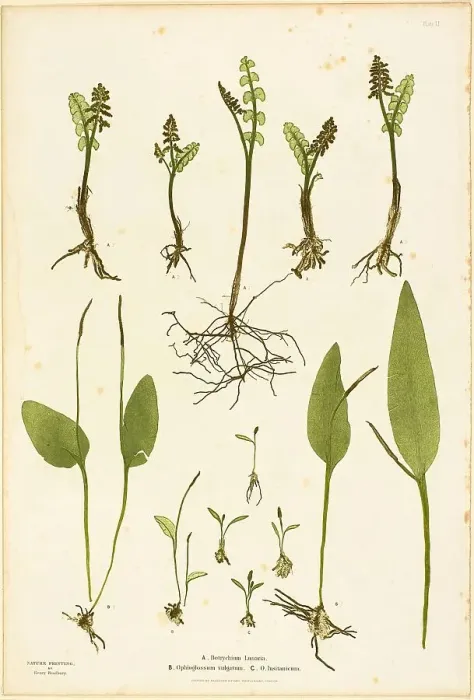 Framed Print : Nature Print of Moonwort and Adder's Tongue Ferns, plate 51 from The Ferns of Great Britain... 1855 Creator: Henry Bradbury Framed Print : Nature Print of Moonwort and Adder's Tongue Ferns, plate 51 from The Ferns of Great Britain... 1855 Creator: Henry Bradbury
