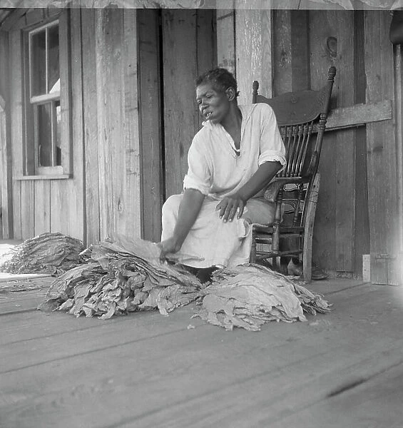 Near Douglas, Georgia. Sharecroppers grade the cured leaves, 1938. Creator: Dorothea Lange