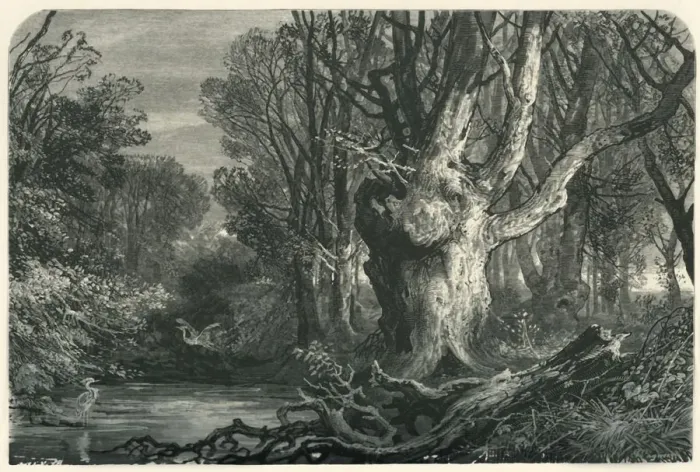 Framed Print : Near Lymington, in the New Forest, c1870 Framed Print : Near Lymington, in the New Forest, c1870