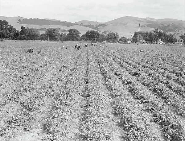 Near Tracy, California - Gang of Filipinos in pea field, 1938. Creator: Dorothea Lange