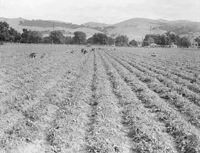 Framed Print : Near Tracy, California - Gang of Filipinos in pea field, 1938. Creator: Dorothea Lange Framed Print : Near Tracy, California - Gang of Filipinos in pea field, 1938. Creator: Dorothea Lange